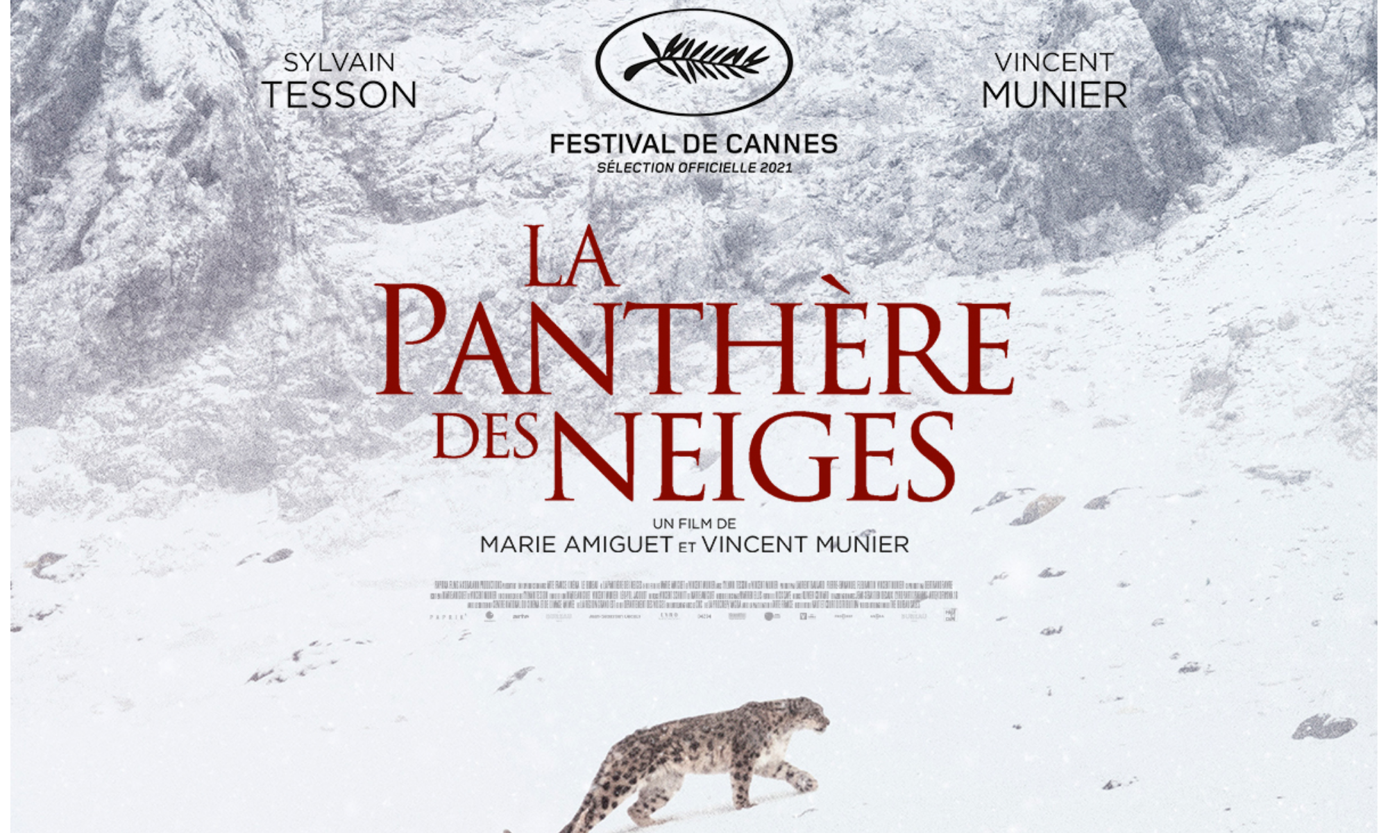 La Panthère des neiges projetée au Royaume-Uni